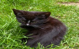 Scottish Fold cats for sale: For Sale: Lovely 13 weeks Scottish Straight kitten - Image 3