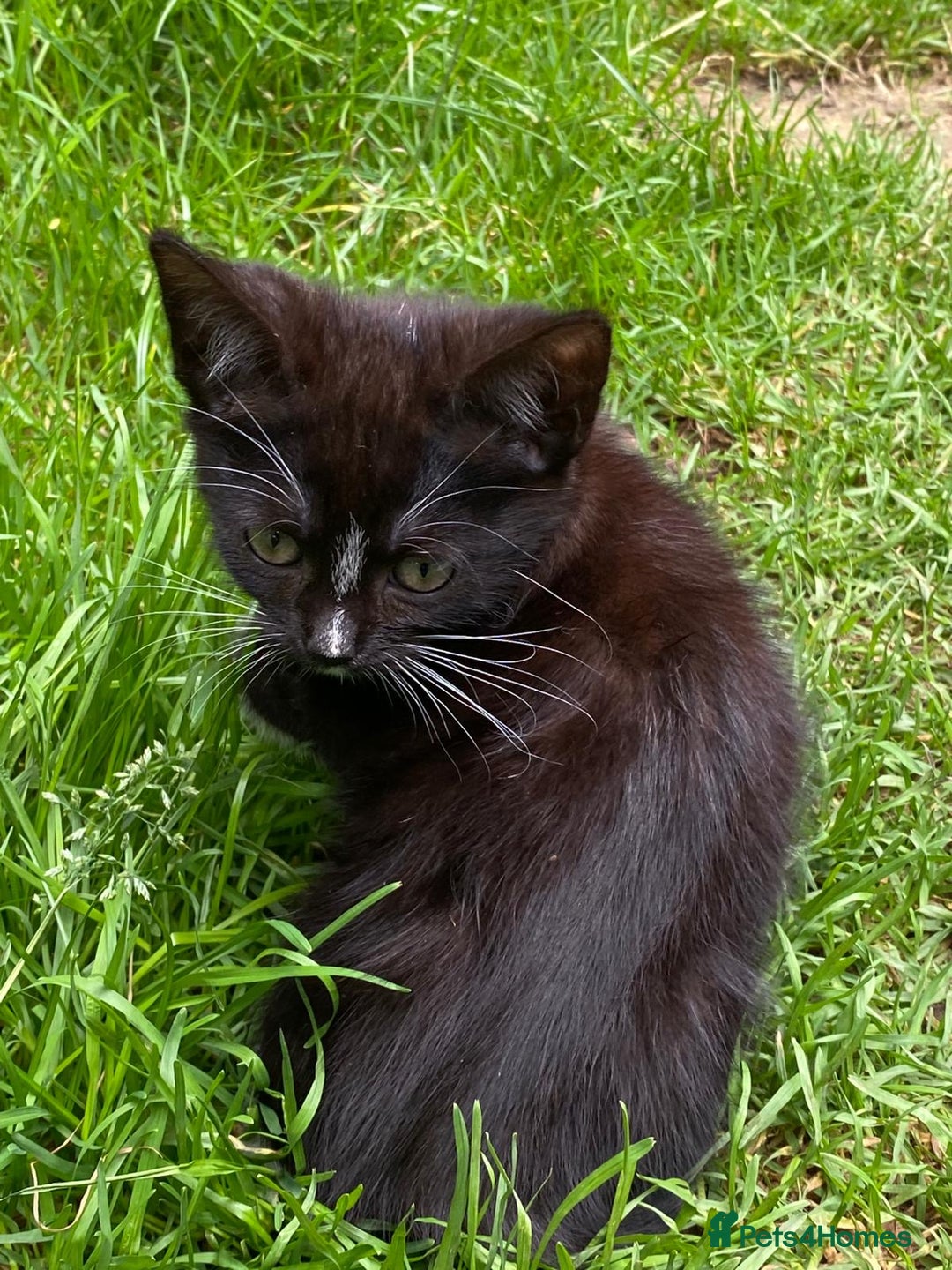 Scottish Fold cats for sale: For Sale: Lovely 13 weeks Scottish Straight kitten - Image 3