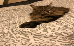 Maine Coon cats for sale: 11 year old Maine coon girl for rehome - Image 14