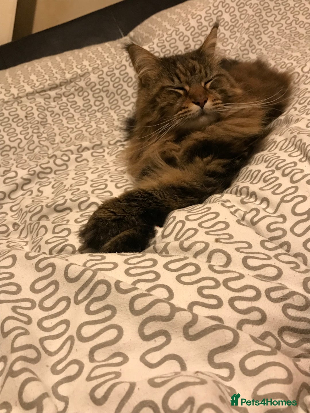 Maine Coon cats for sale: 11 year old Maine coon girl for rehome - Image 14