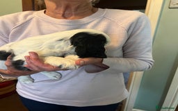 Cocker Spaniel dogs for sale: Working cocker pups - only 2 left - Image 25