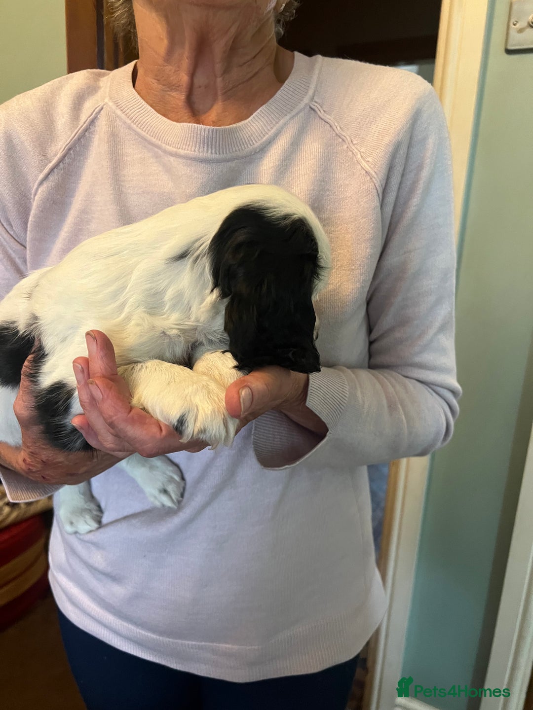 Cocker Spaniel dogs for sale: Working cocker pups - only 2 left - Image 25