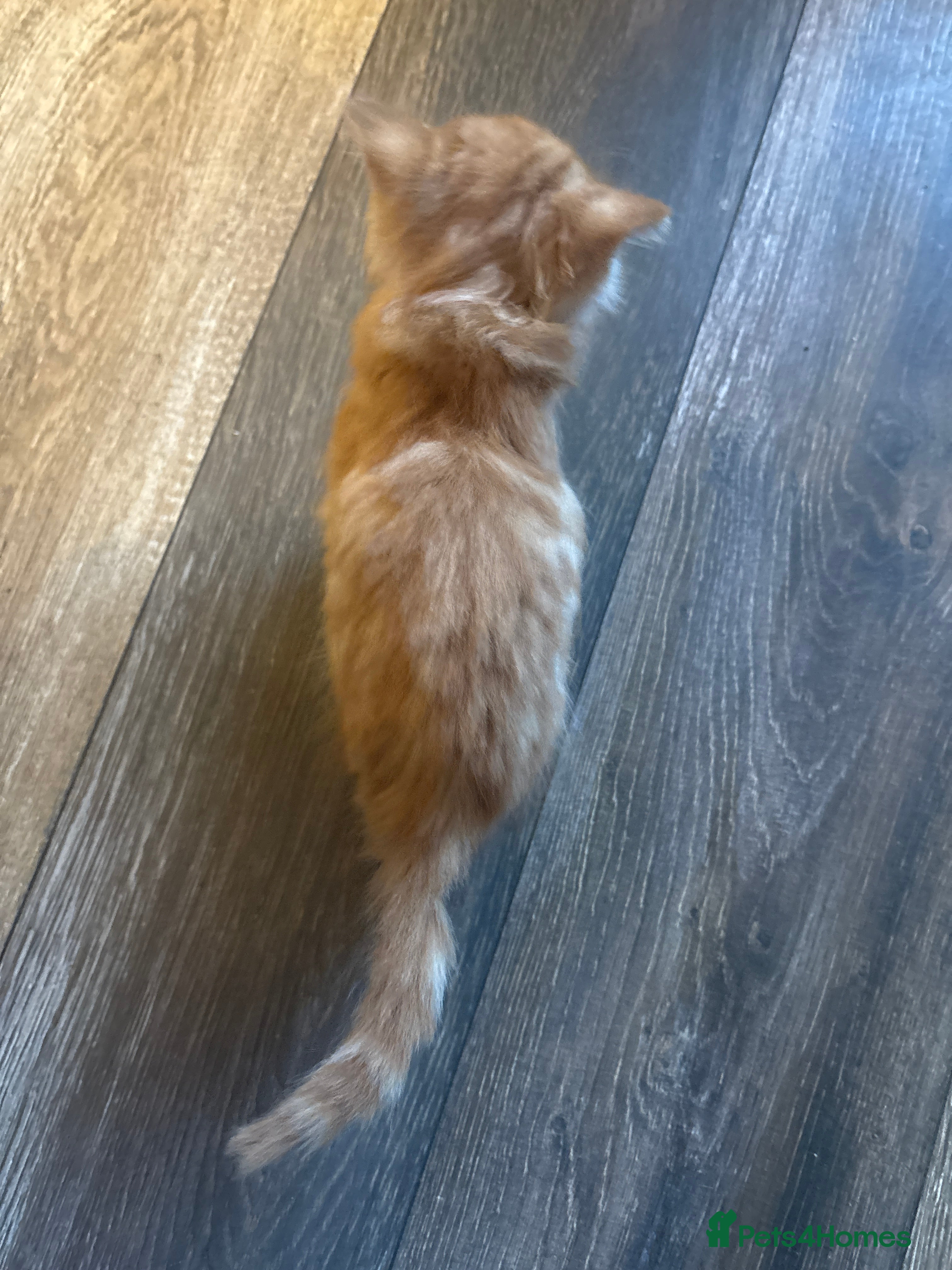 Mixed Breed cats 3 kittens in need of loving and caring homes - Advert 1