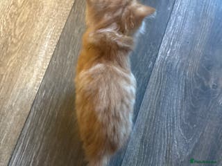 Mixed Breed cats 3 kittens in need of loving and caring homes - Advert 1