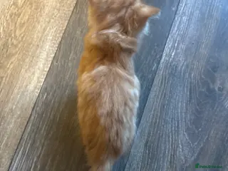 Mixed Breed cats 3 kittens in need of loving and caring homes - Advert 13