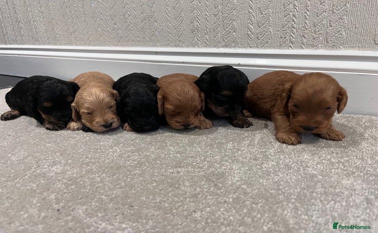 Cockapoo dogs - Advert 4