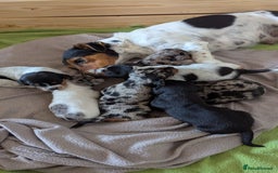 Mixed Breed dogs for sale: 6 stunning jackshund puppies ready to leave now - Image 10