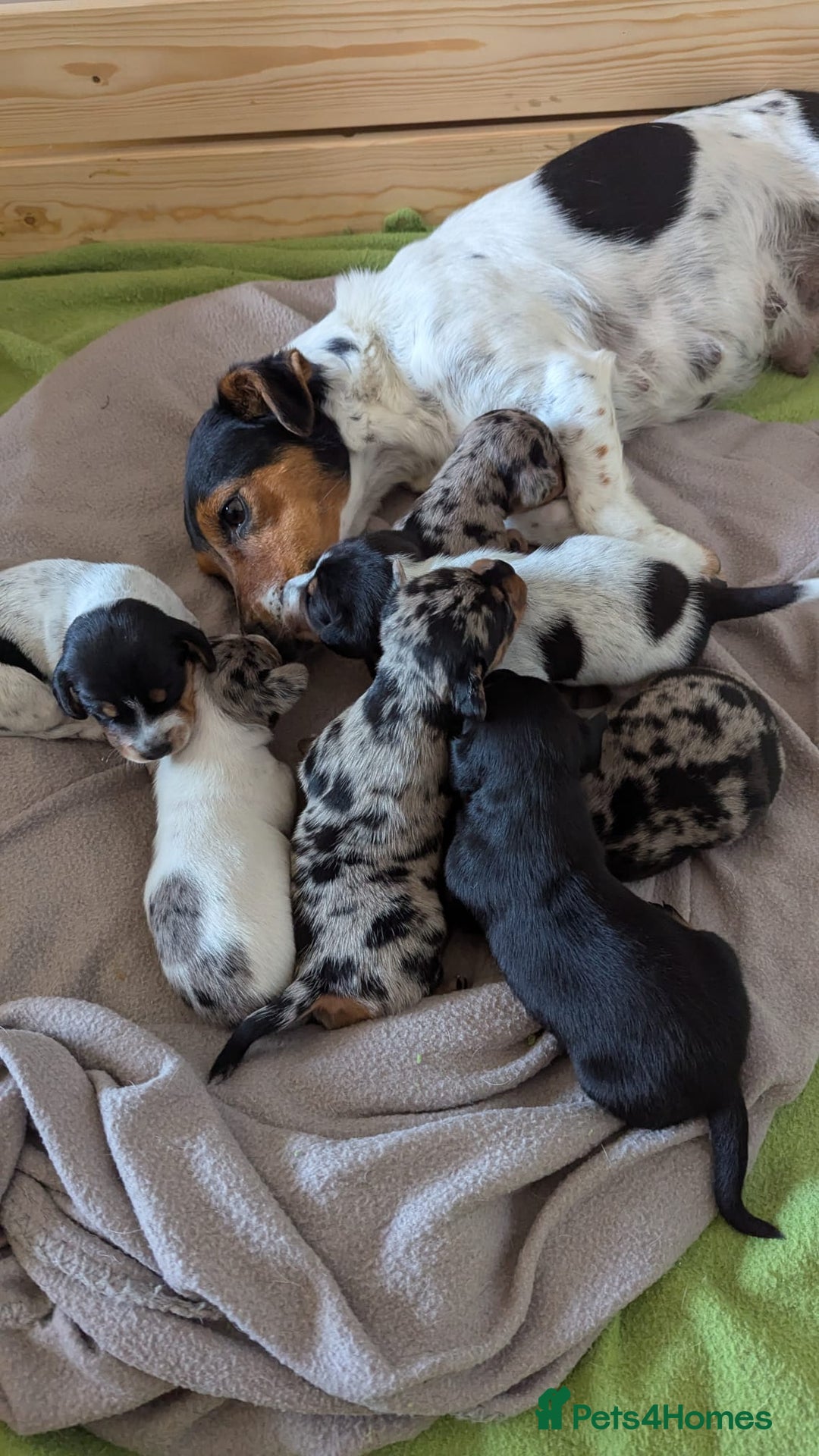 Mixed Breed dogs for sale: 6 stunning jackshund puppies ready to leave now - Image 10