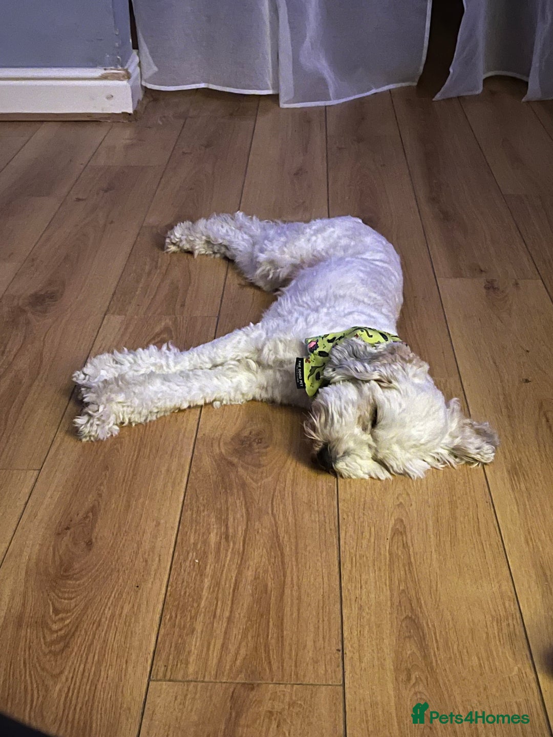 Mixed Breed dogs for sale: Henry looking for the perfect home - Advert 6