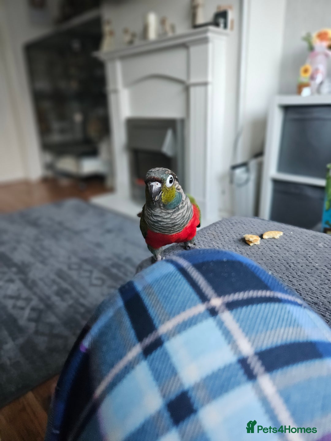 Conures birds for sale: 2 x conure parrots and cage pluc extras - Advert 6