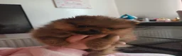 Pomeranian dogs for sale: 2 gorgeous Pomeranians  - Advert 8
