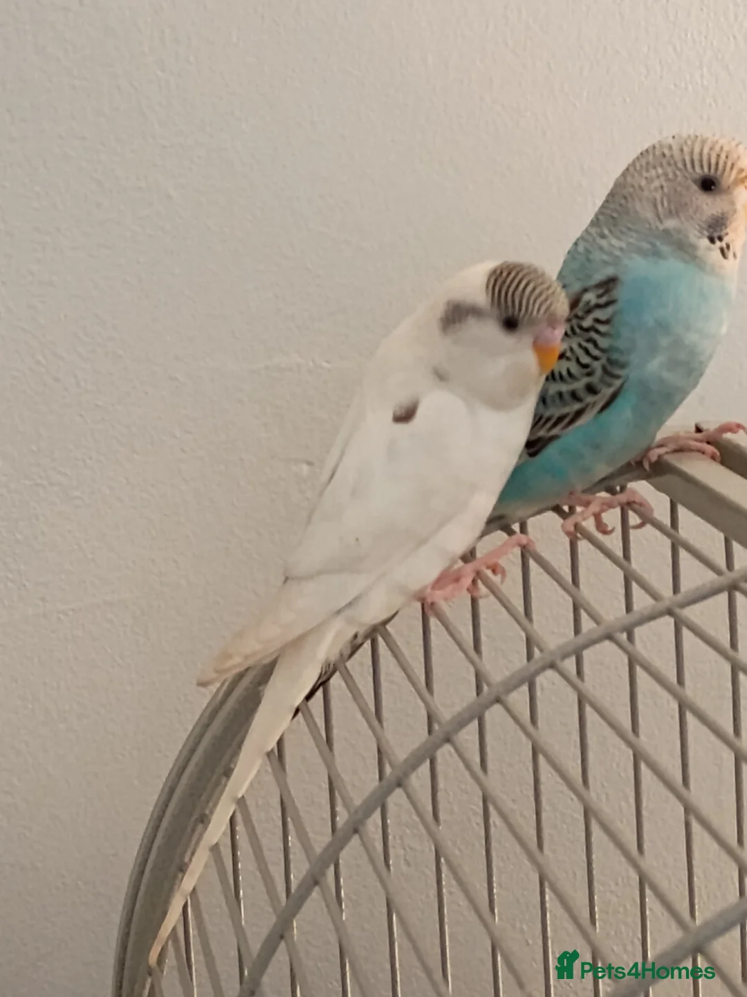 Budgerigars birds for sale: Baby budgie white pied female 8 weeks old  in Ammanford - Advert 2