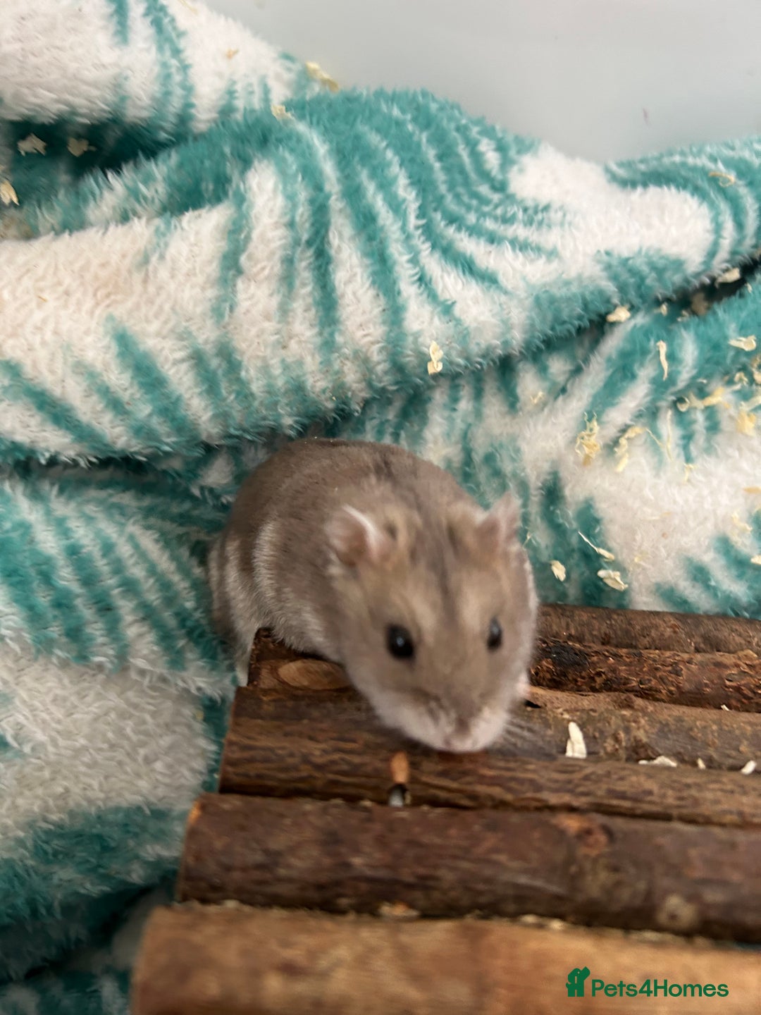 Hamster rodents for sale: Gray russian dwarf hamster for sale - Image 2
