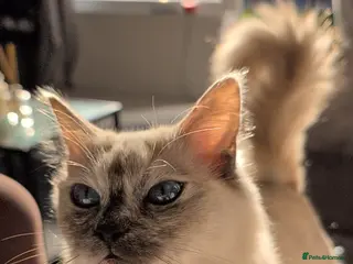 Ragdoll cats Ragdoll cross BSH - Advert 1