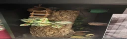 Gecko reptiles for sale: Super Dalmatian Crested Gecko £380 - Advert 9