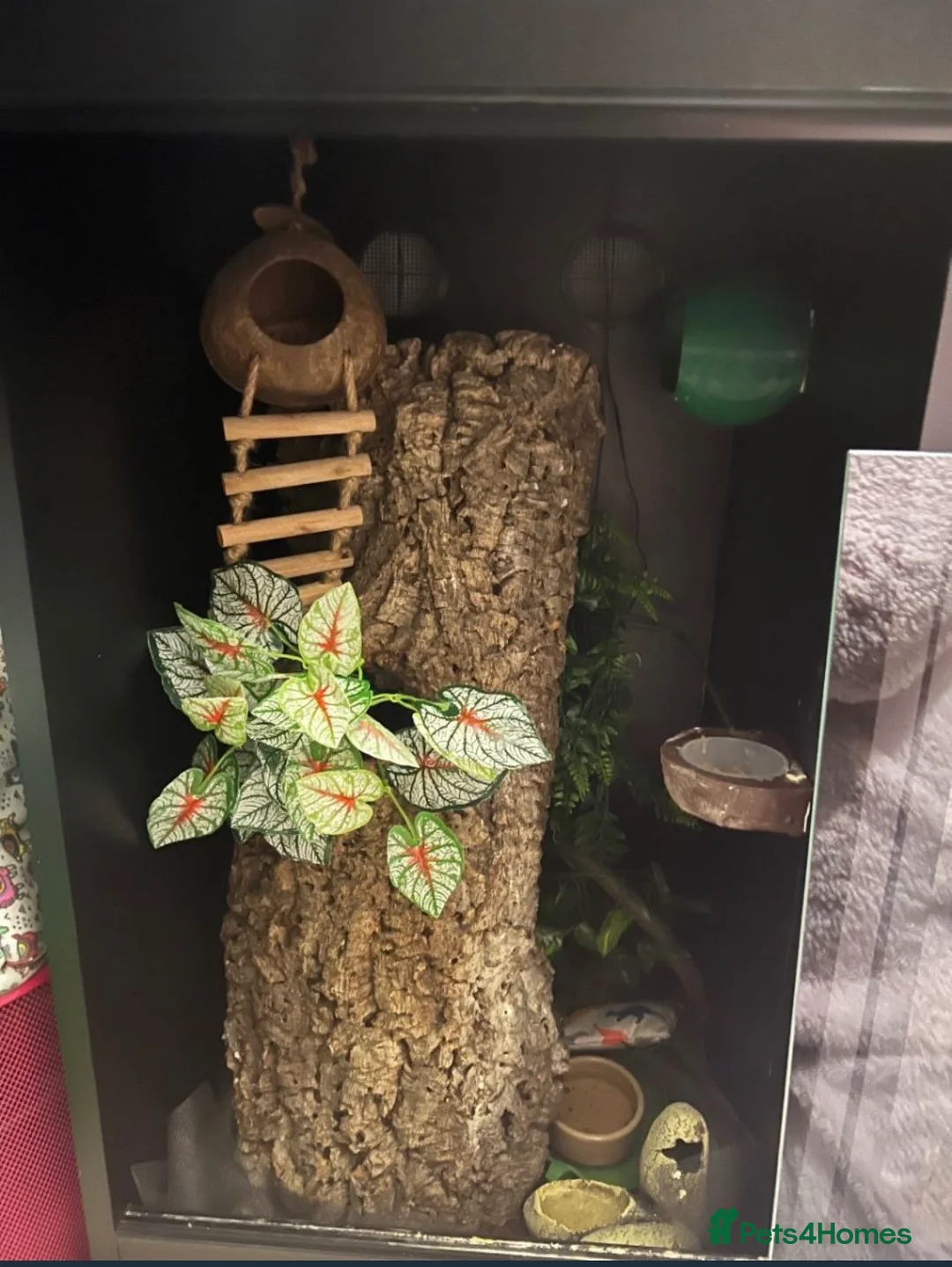 Gecko reptiles for sale: Super Dalmatian Crested Gecko £380 - Advert 9