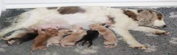 Cocker Spaniel dogs for sale: KC  Registered Show Cocker Spaniels - Advert 5