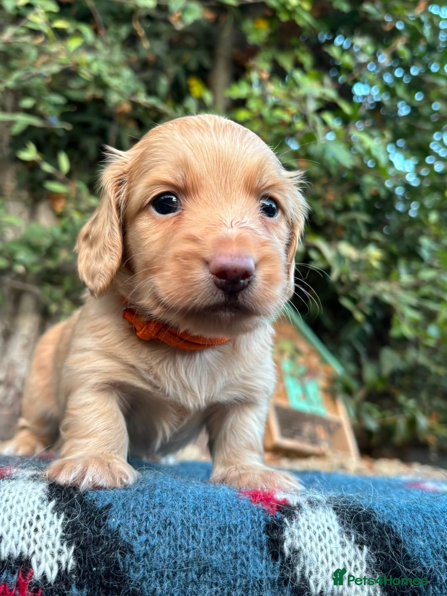Miniature Dachshund dogs Outstanding KC  Long hair miniature dachshund  - Advert 18