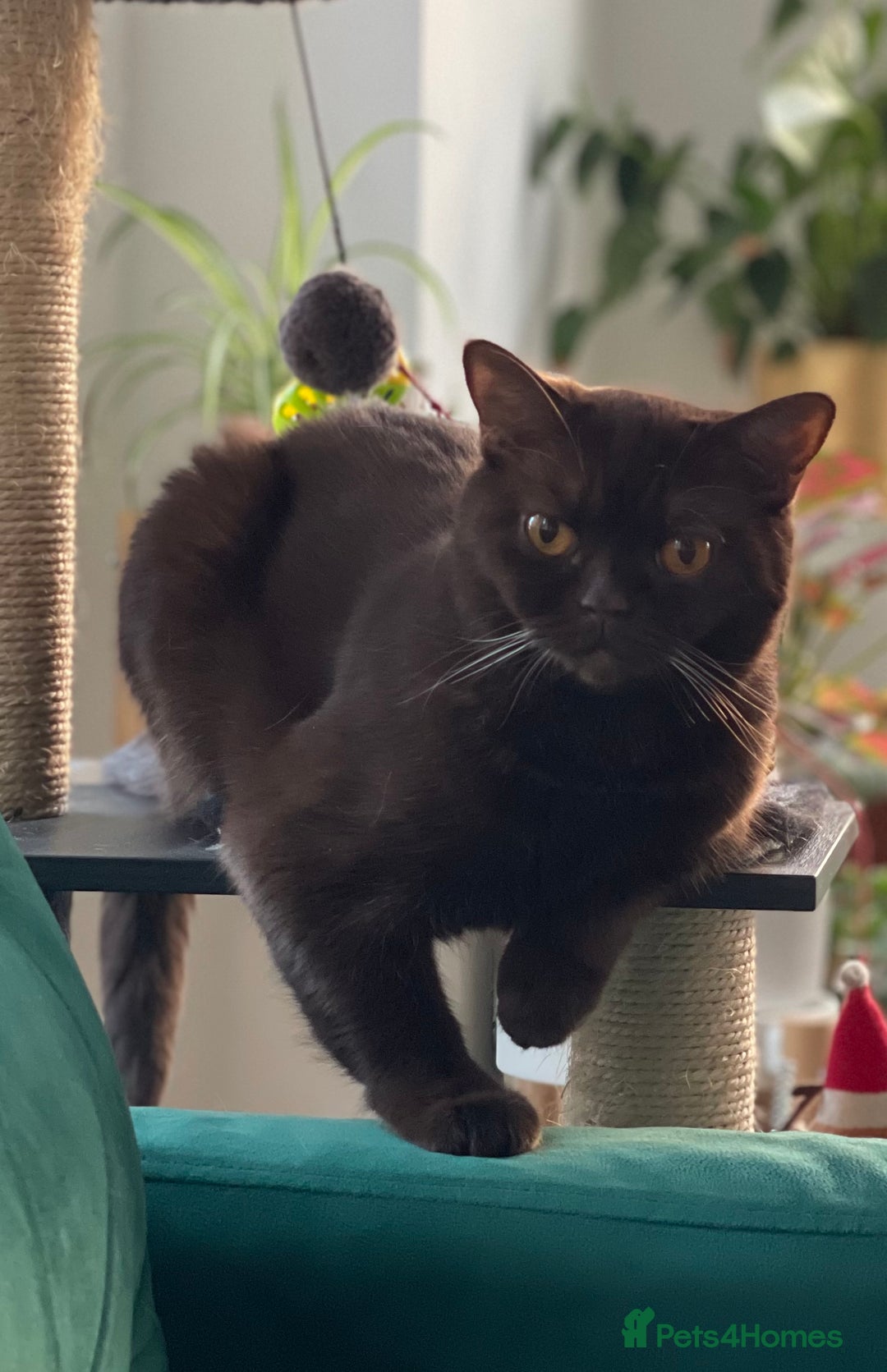 British Shorthair cats for sale: Luxury British Shorthair Kittens–Chocolate & Lilac - Advert 9