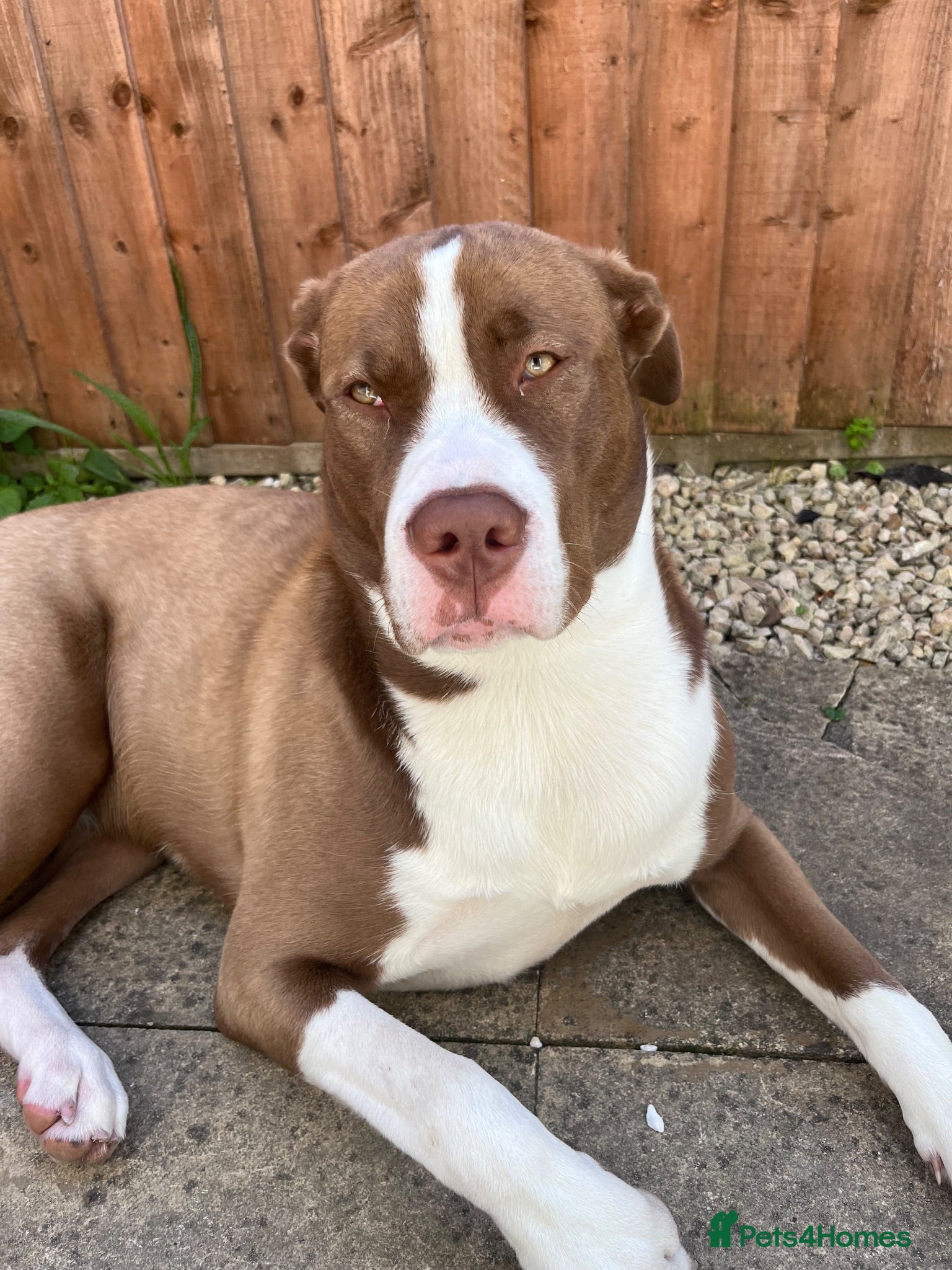 Mixed Breed dogs Maya  - Advert 14