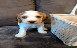 Cocker Spaniel dogs for sale: Beautiful cocker spaniel pups  - Image 17