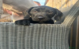Mixed Breed dogs for sale: Stunning litter of puppies - Image 3