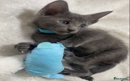Oriental cats for sale: Oriental X Siamese  - Image 13