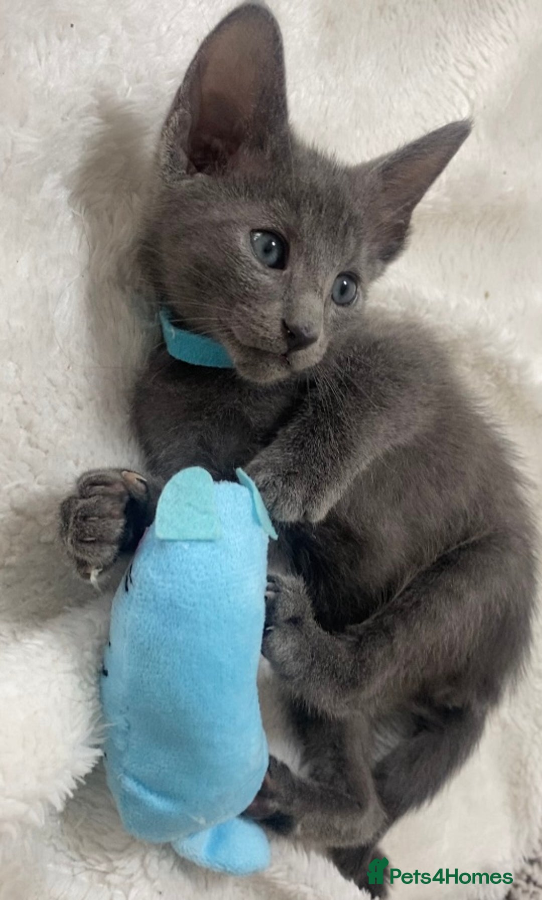 Oriental cats for sale: Oriental X Siamese  - Image 13