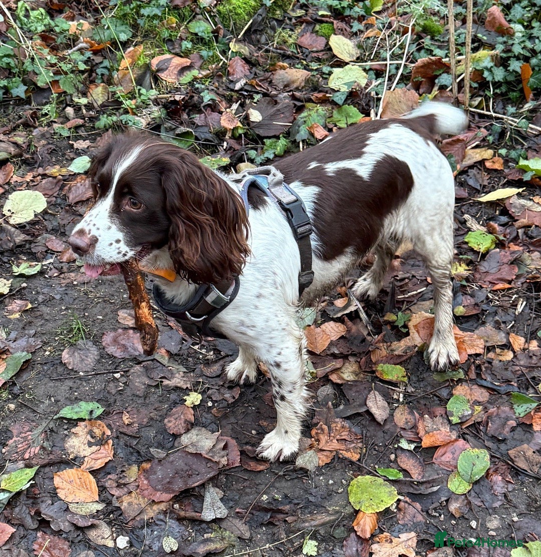 English Springer Spaniel dogs for sale: KC English Springer Spaniel Puppies - Advert 5