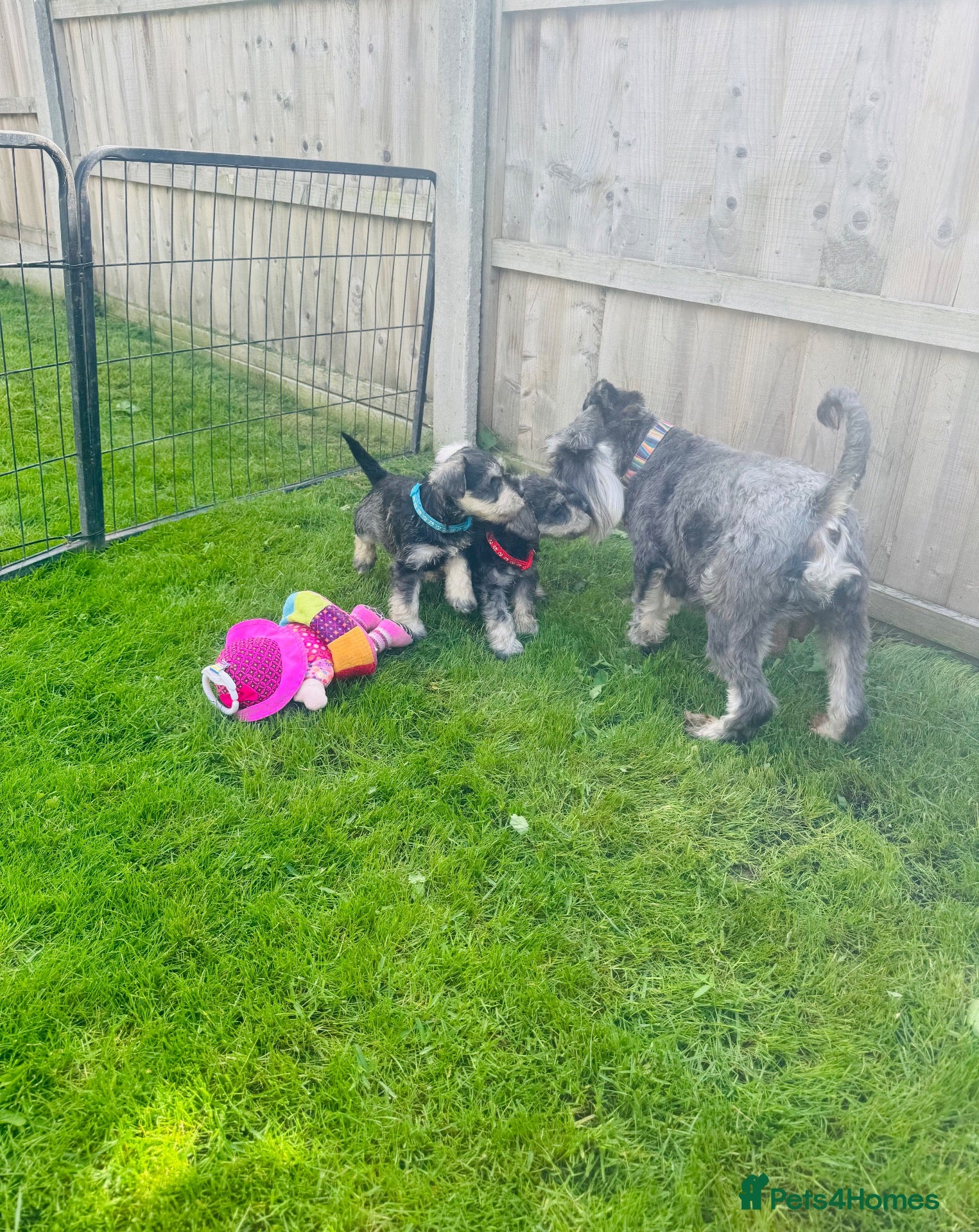 Miniature Schnauzer dogs 💙♥️2 Beautiful Boys ♥️💙 - Advert 2