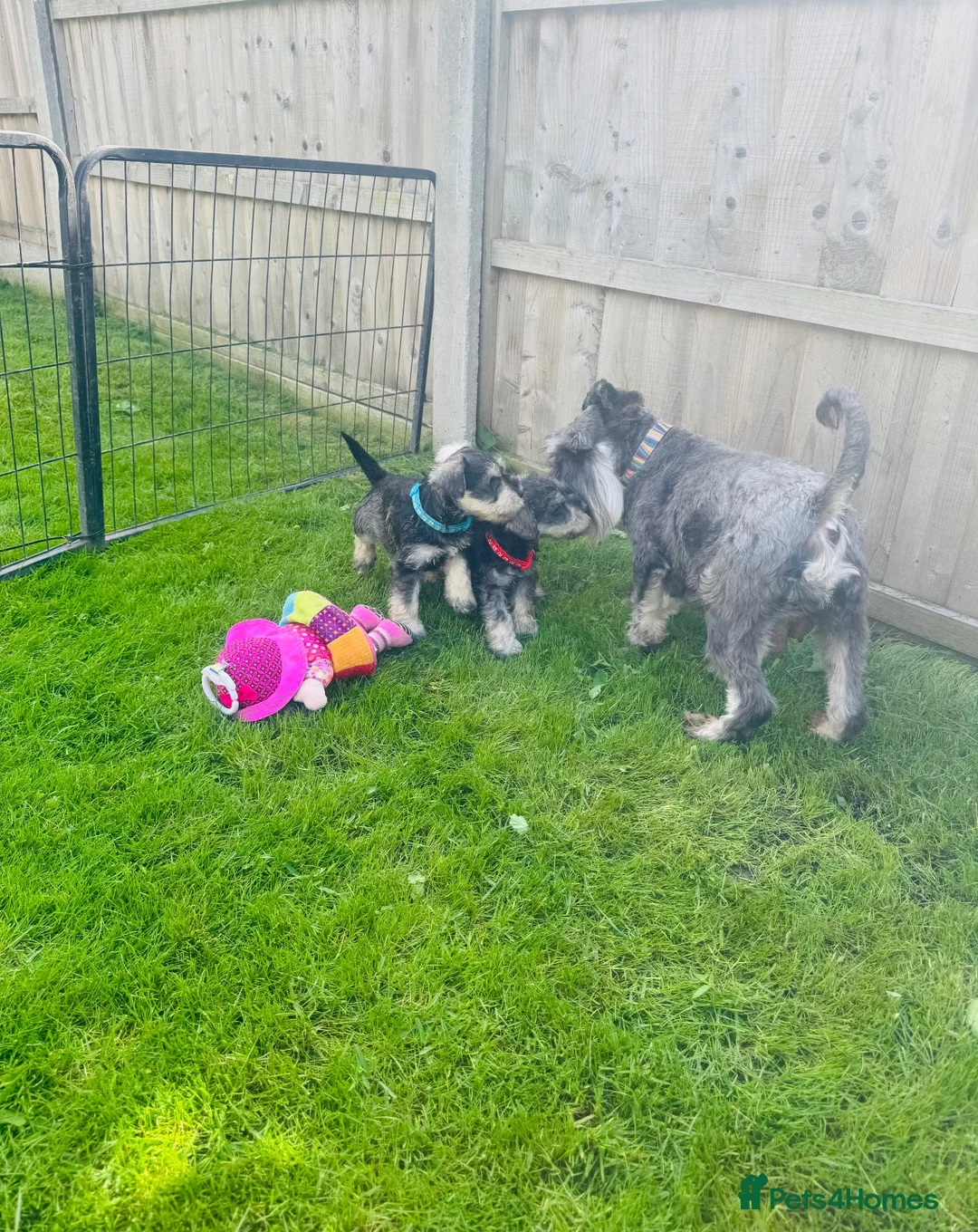 Miniature Schnauzer dogs for sale: 💙♥️2 Beautiful Boys ♥️💙 - Advert 2