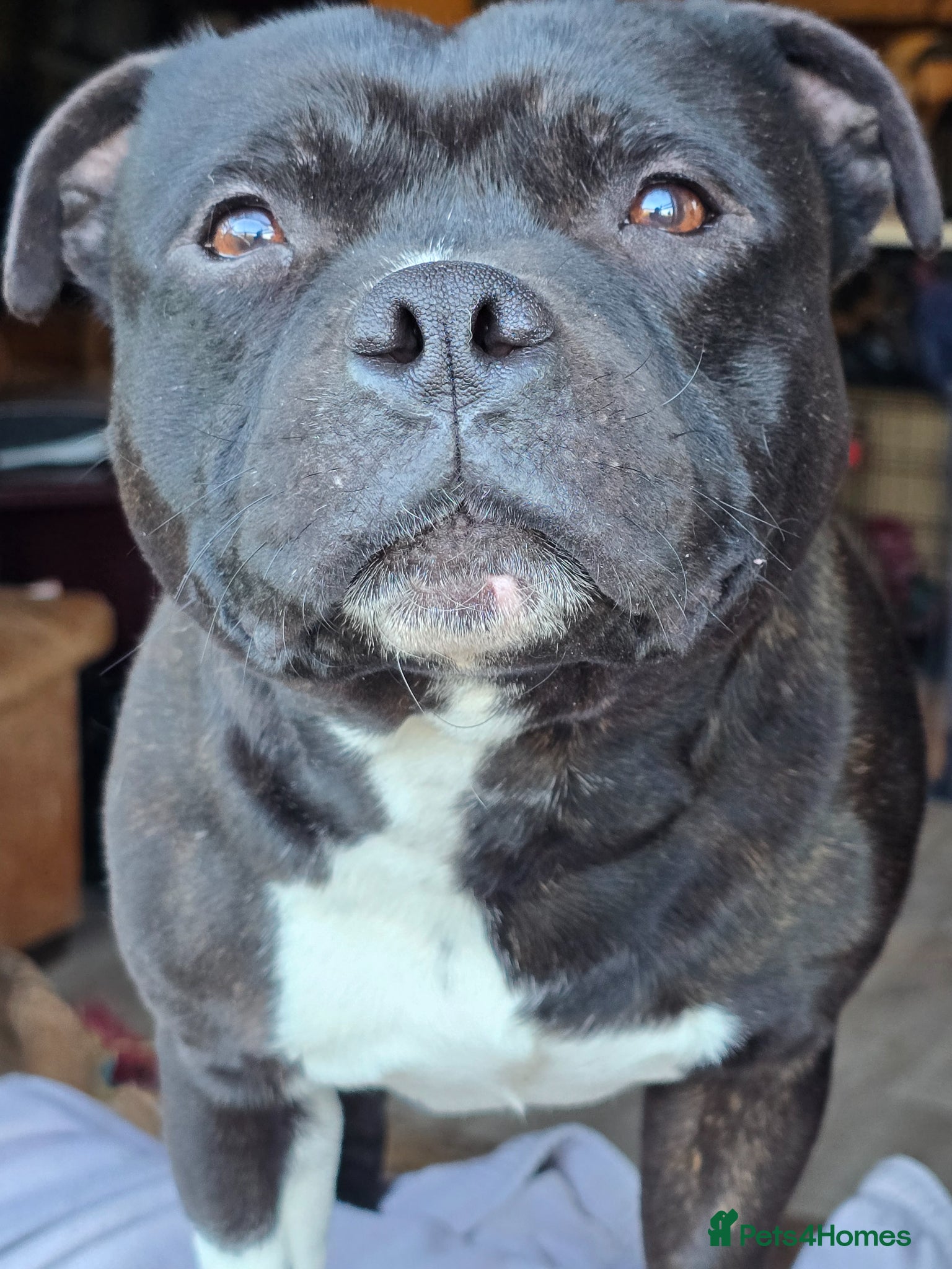 Staffordshire Bull Terrier dogs HT KC Reg, True Quality Staffordshire Bull Terrier - Advert 10