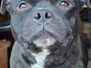 Staffordshire Bull Terrier dogs HT KC Reg, True Quality Staffordshire Bull Terrier - Advert 10
