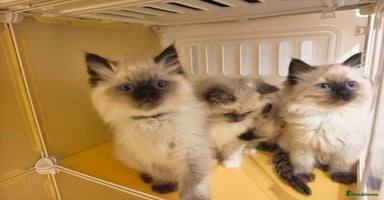 Ragdoll cats Beautiful Ragdoll Kittens Ready for Sale! - Advert 1