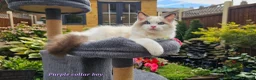 Ragdoll cats for sale: GCCF PEDIGREE CERTIFICATE KITTENS  - Advert 6