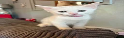 British Shorthair cats for sale: Smudge - Advert 8