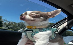 Chihuahua dogs for sale: Tiny Chihuahua Male - Image 4