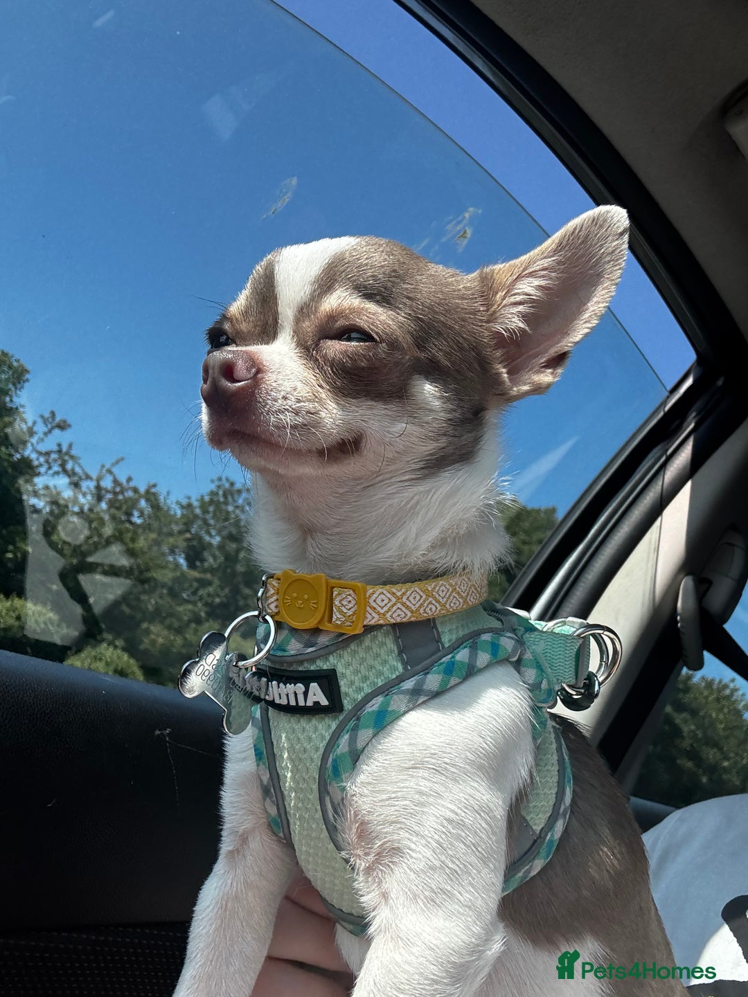 Chihuahua dogs for sale: Tiny Chihuahua Male - Image 4