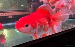 Fancy Goldfish fish for sale: Thai pleated goldfish - Image 12