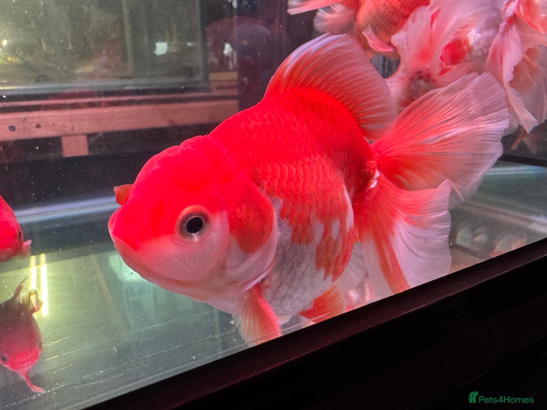 Fancy Goldfish fish for sale: Thai pleated goldfish - Image 12