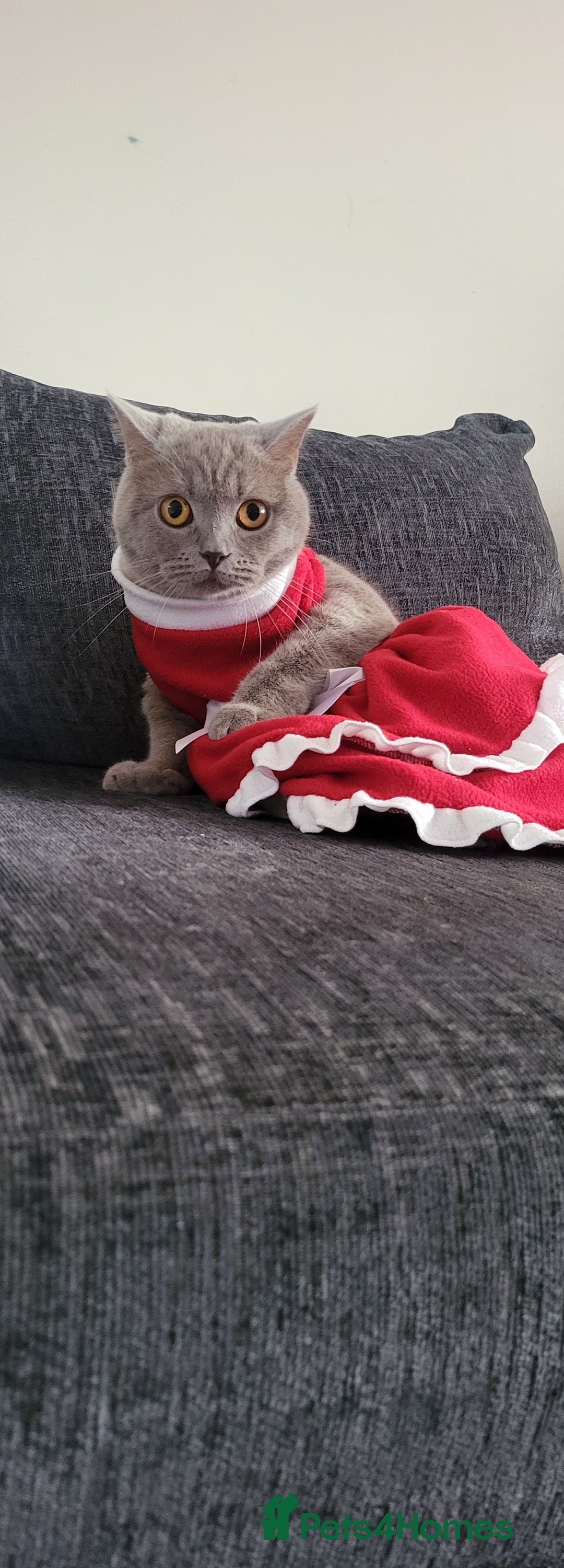 British Shorthair cats for sale: Lilac Beautiful British Shorthair  - Image 1