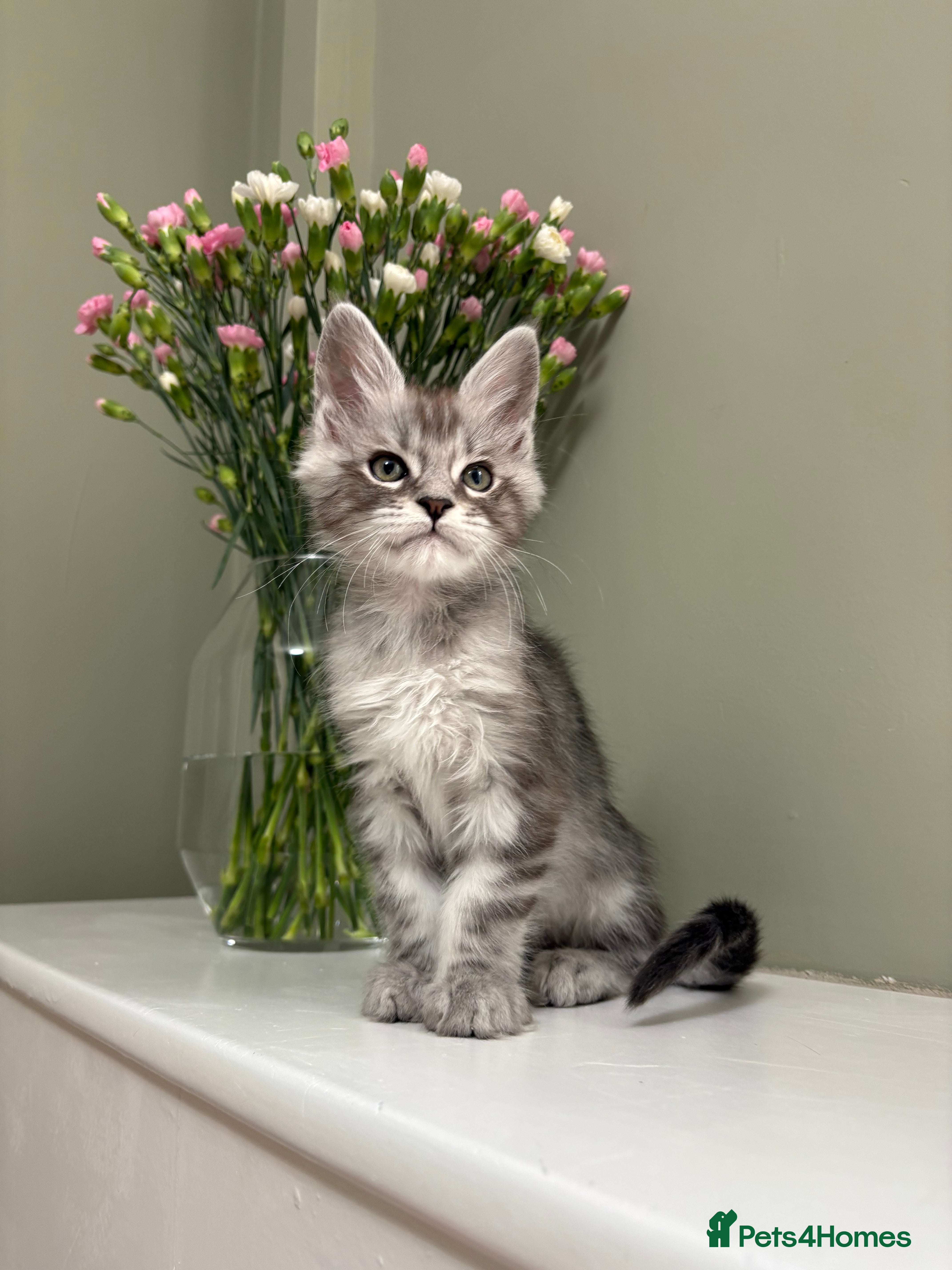 Maine Coon cats Champion bloodlines✨Breathtaking Maine Coon beauty - Advert 2