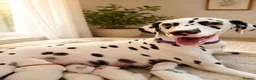 Dalmatian dogs for sale: Dalmatian puppies available  - Advert 1