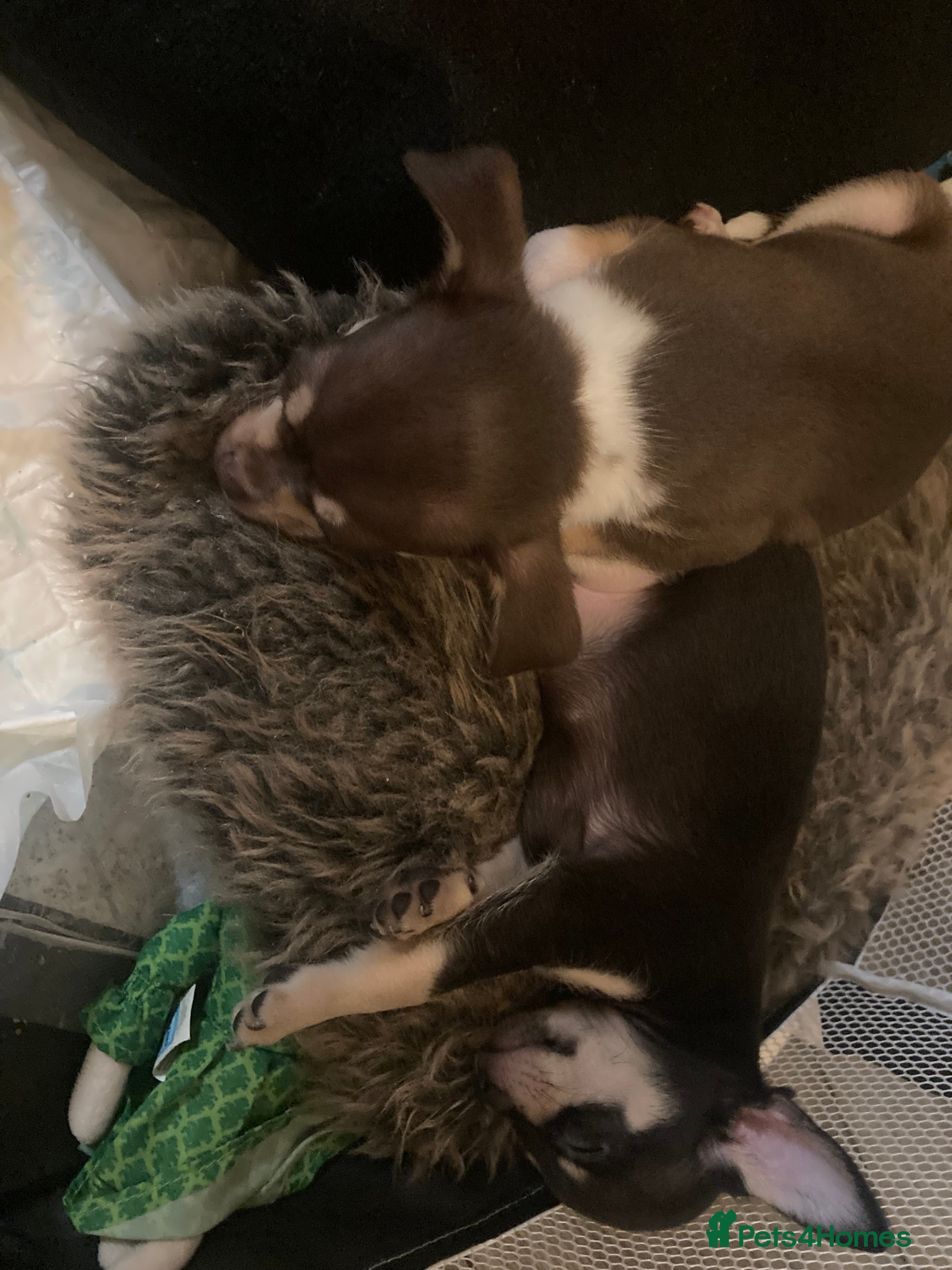 Chihuahua dogs Miniature chihuahua pups ready Sunday females - Advert 17