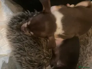 Chihuahua dogs Miniature chihuahua pups ready Sunday females - Advert 17