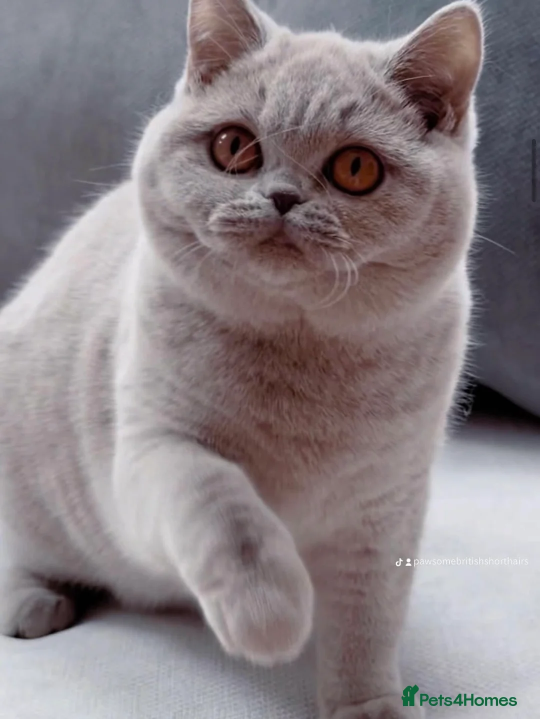 British Shorthair cats for sale: 4 BSH adults and one kitten GCCF registered  - Advert 6