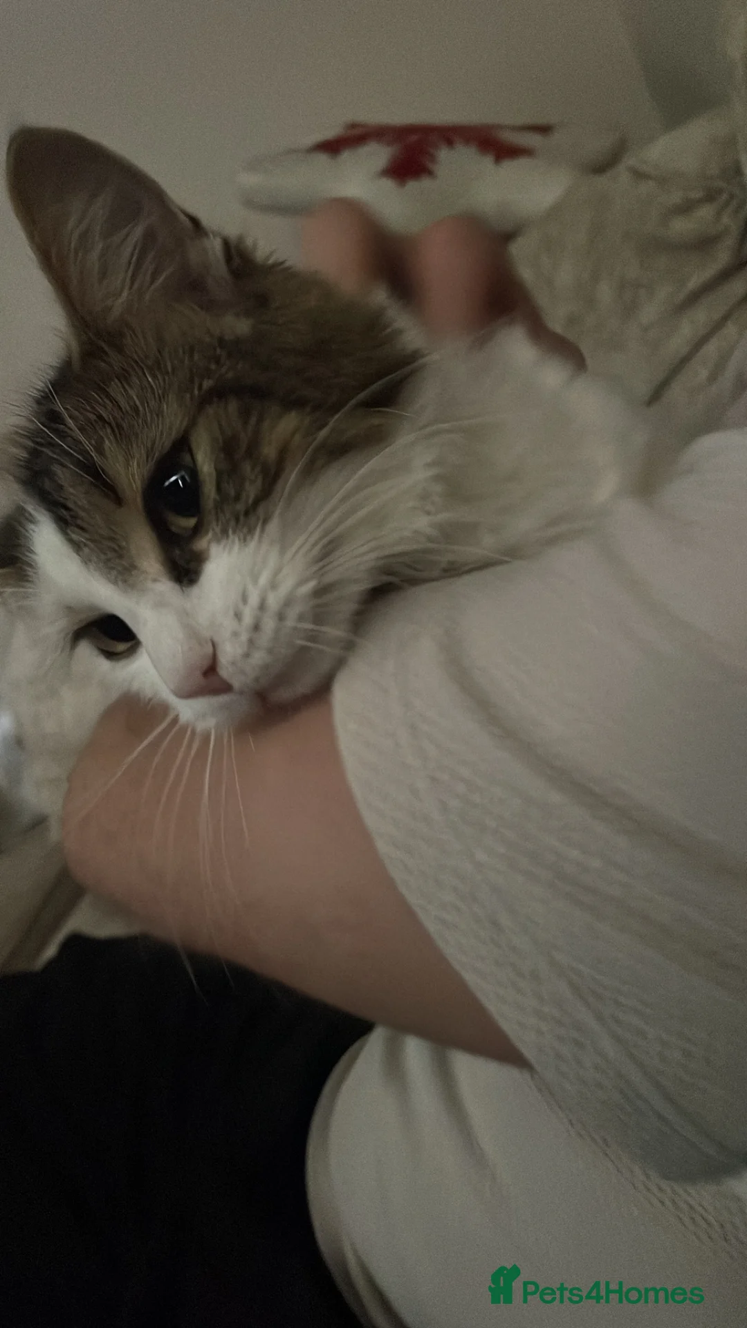 Mixed Breed cats for sale: Sisters  - Advert 2