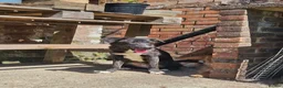 Mixed Breed dogs for adoption: Green for adoption in Leigh-on-Sea - Advert 3