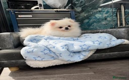 Pomeranian dogs for sale: Pomeranian Last Boy - Image 10
