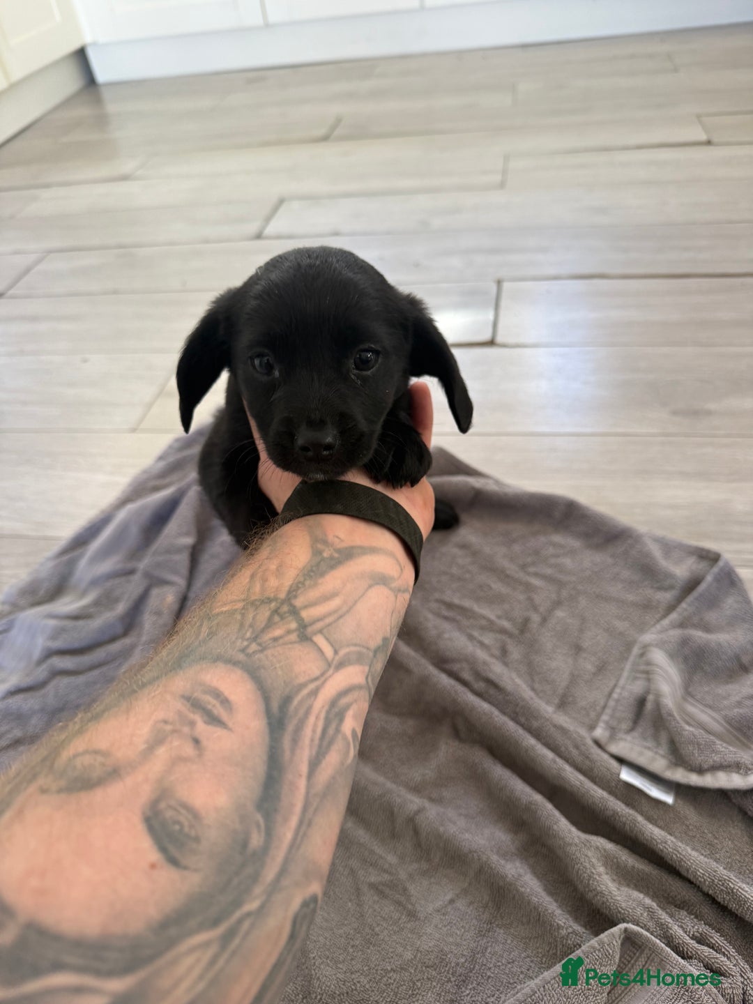 Mixed Breed dogs for sale: 🐶 Adorable 8-Week-Old Caverjack Puppies for Sale - Image 3